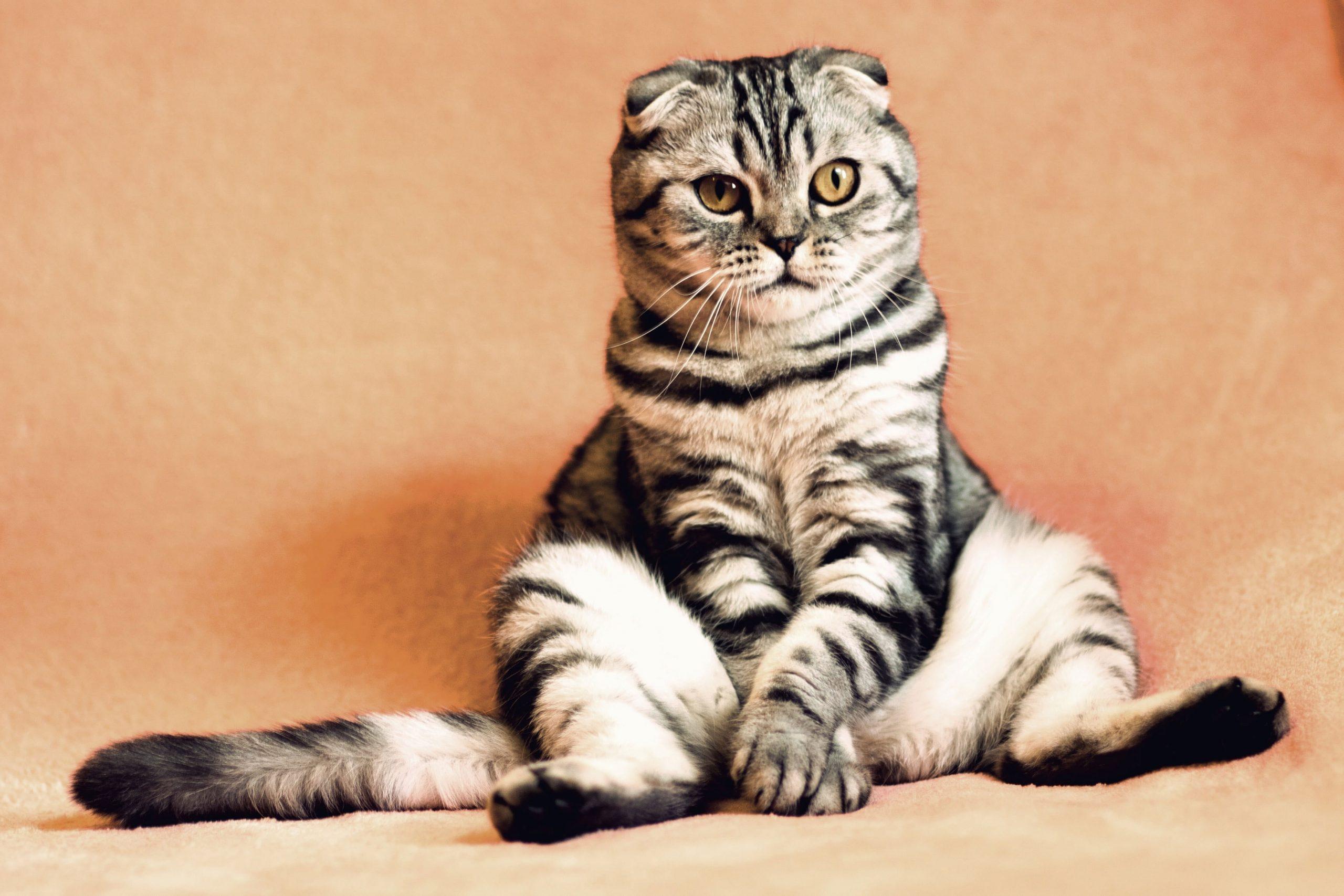 2560x1707 Gray and black Scottish fold cat wallpaper, sitting, cool, funny, mammal • Wallpaper For You HD Wallpaper For Desktop & Mobile