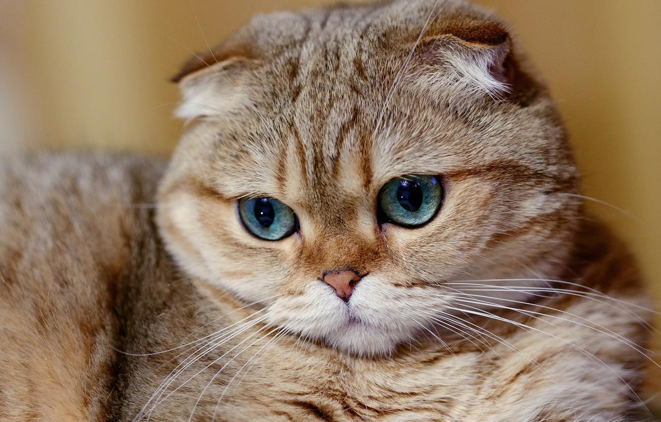 1332x850 Wallpaper cat, muzzle, Scottish fold, Scottish fold cat image for desktop, section кошки
