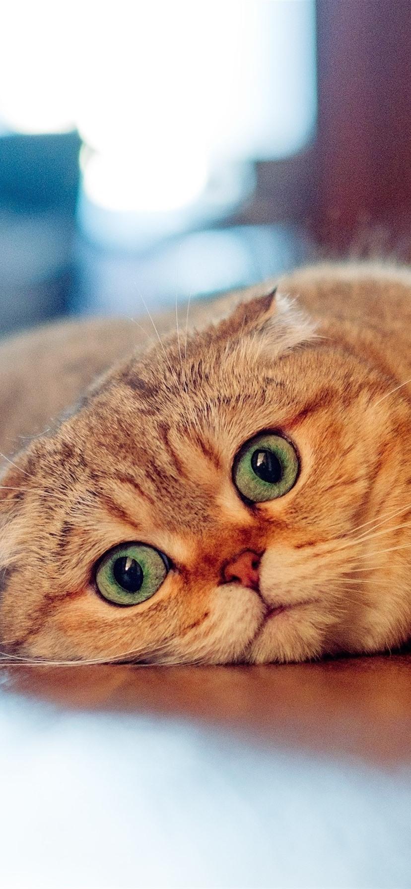 828x1792 Scottish Fold Cat, Look, Lazy 1080x1920 IPhone 8 7 6 6S Plus Wallpaper, Background, Picture, Image