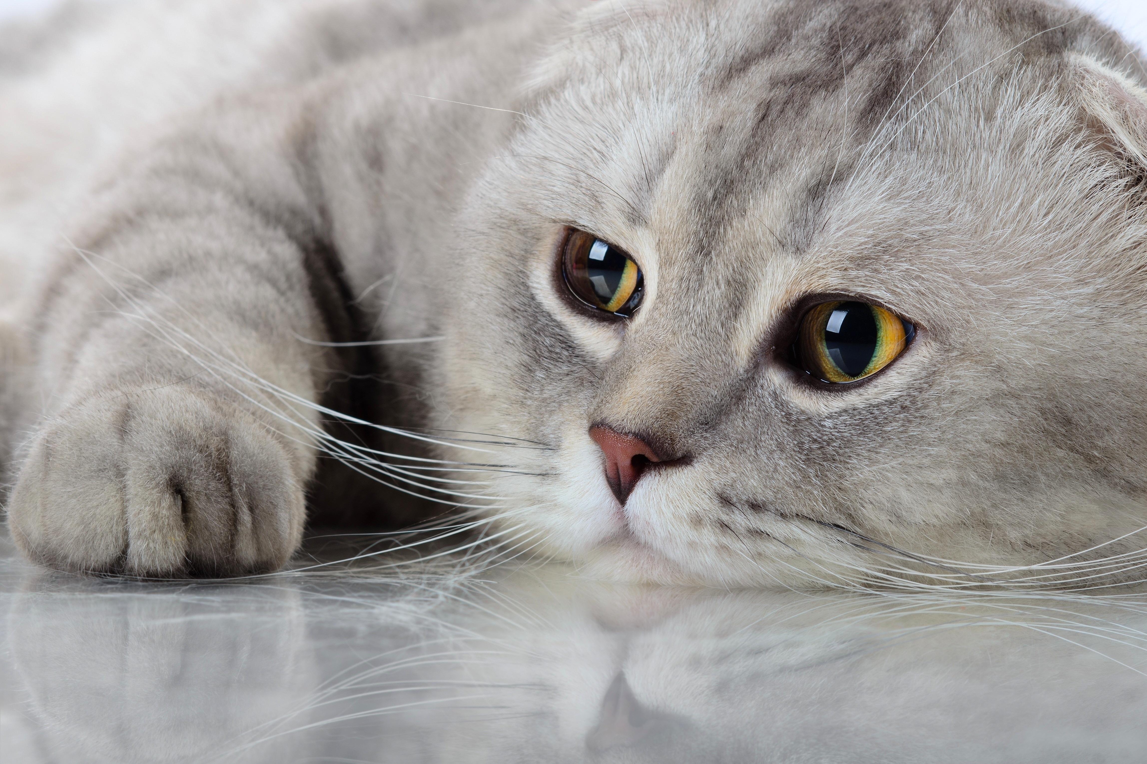 4591x3059 Beautiful Purebred Cat With Sad Eyes Fold Cat Shedding HD Wallpaper