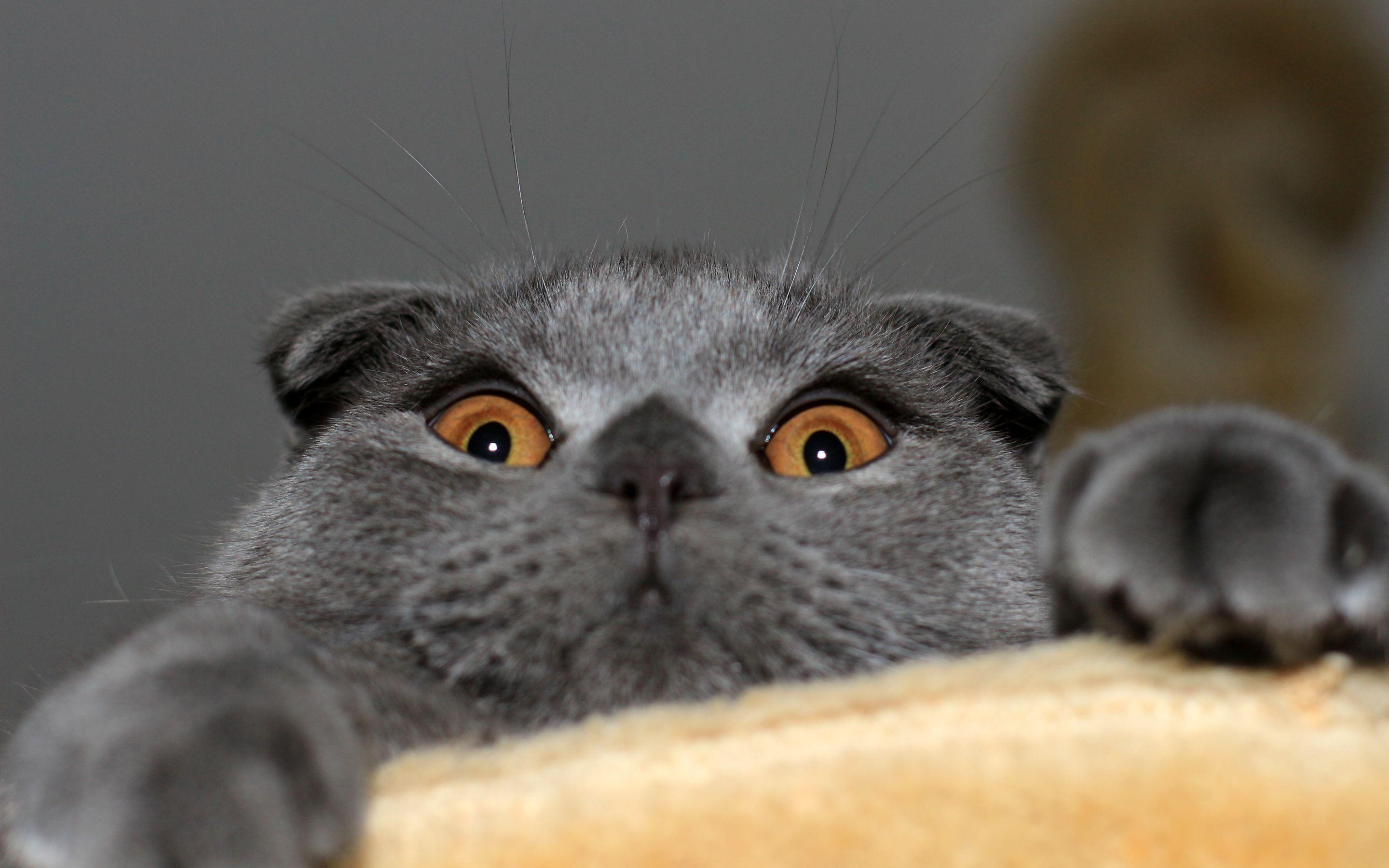 2880x1800 scottish fold cat wallpaper 6 Funny Cat Wallpaper. Cat scottish fold, Cute animals, Grey cats