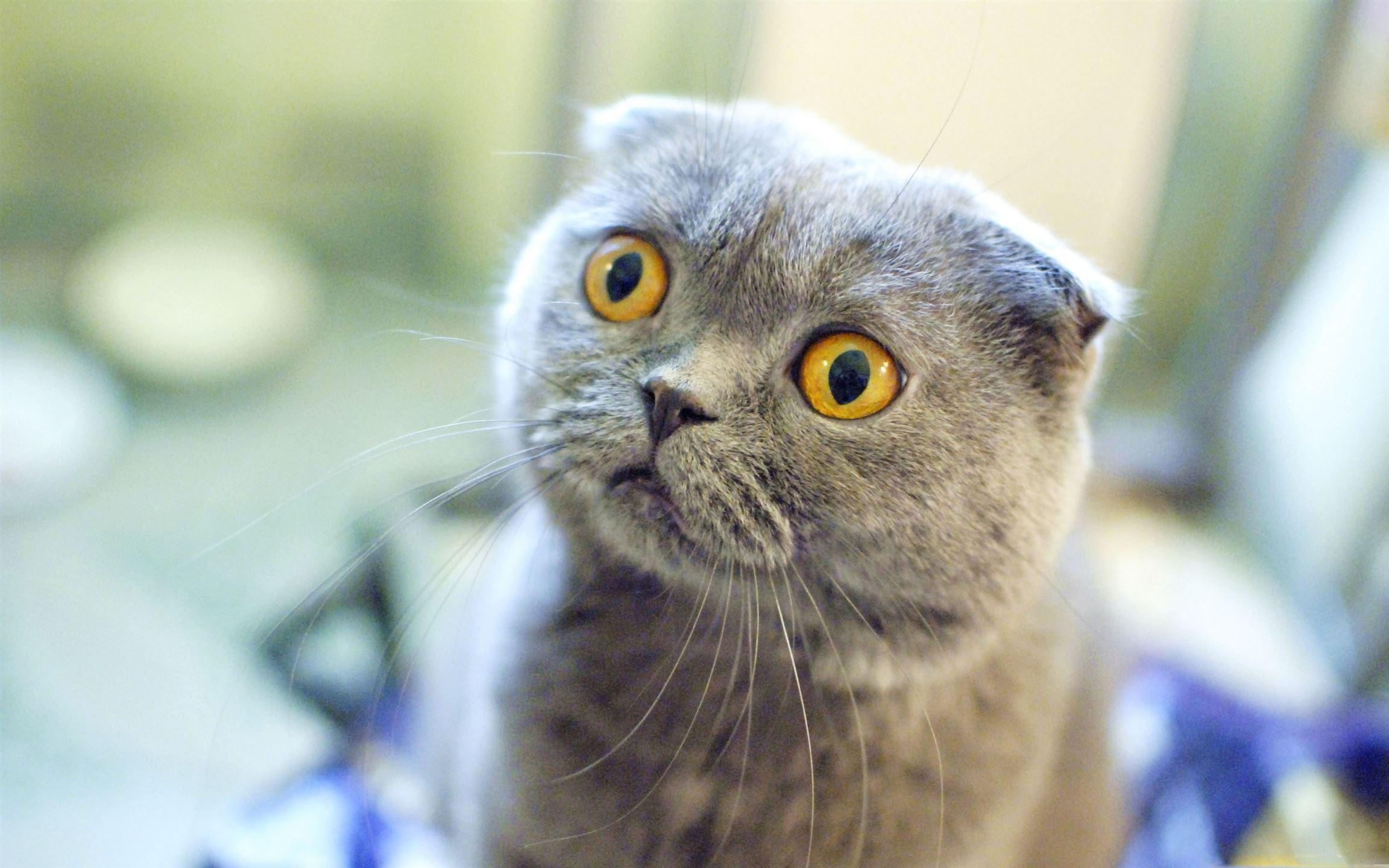 2304x1440 Scottish Fold Cat Mac Wallpaper Download