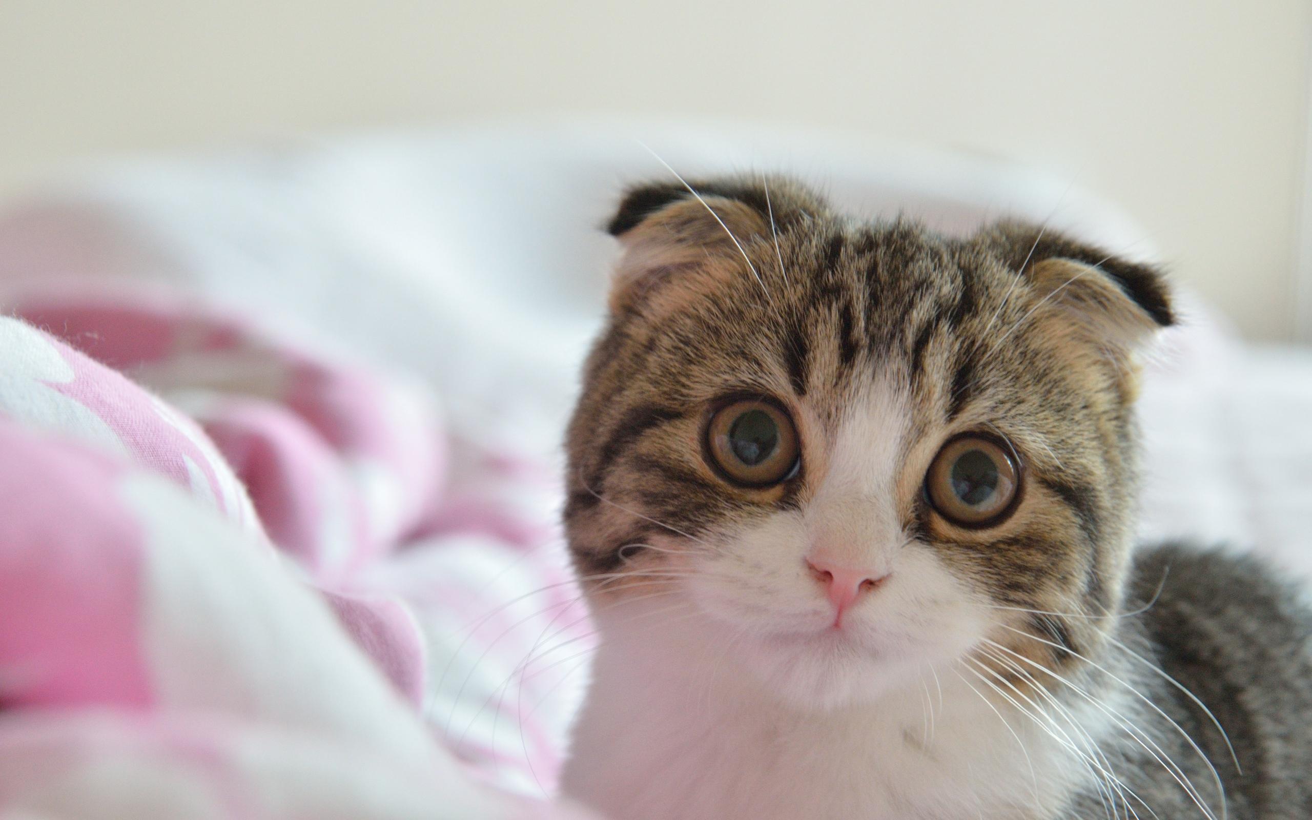 2560x1600 Scottish Fold cat in bed Desktop wallpaper 2560x1600