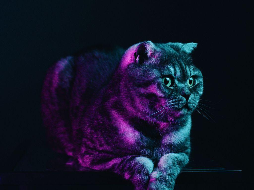 1024x768 Download wallpaper 1024x768 scottish fold, cat, gray, pet, neon standard 4:3 HD background