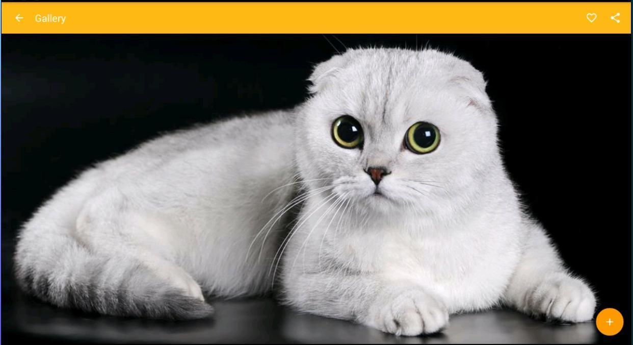 1242x676 Scottish Fold Cat Wallpaper for Android
