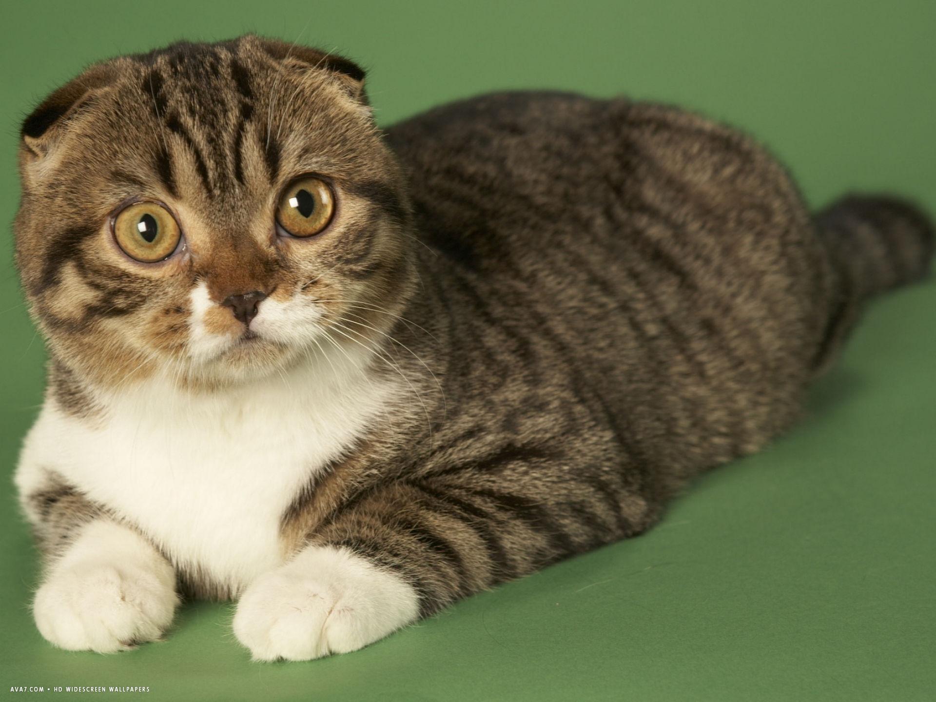 1920x1440 scottish fold cat HD. scottish fold cat HD widescreen wallpaper