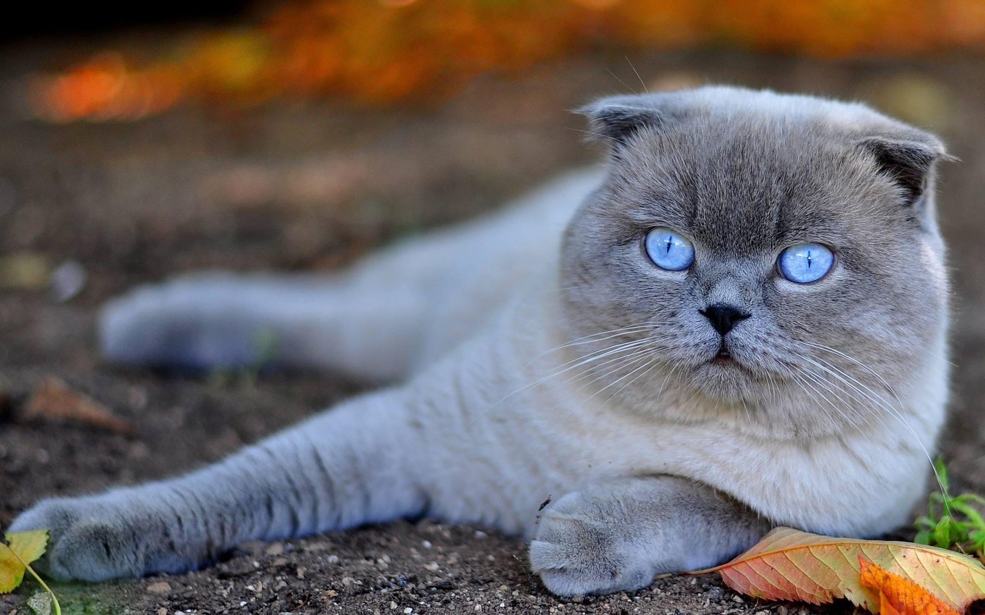 1920x1200 Scottish Fold Blue Cat Wallpaper
