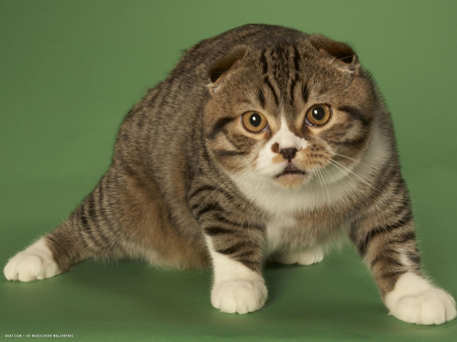 1920x1440 scottish fold desktop wallpaper. scottish fold cat HD widescreen wallpaper