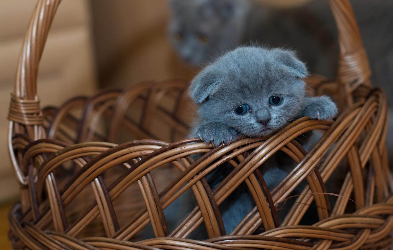 1332x850 Wallpaper basket, baby, kitty, Scottish fold, Scottish fold cat image for desktop, section кошки