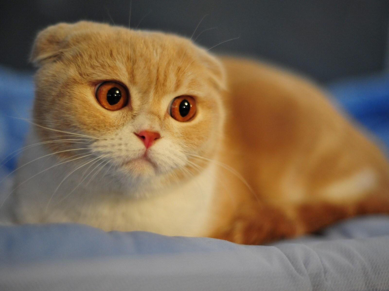 1600x1200 Scottish Fold Cat 1600x1200 Resolution HD 4k Wallpaper, Image, Background, Photo and Picture