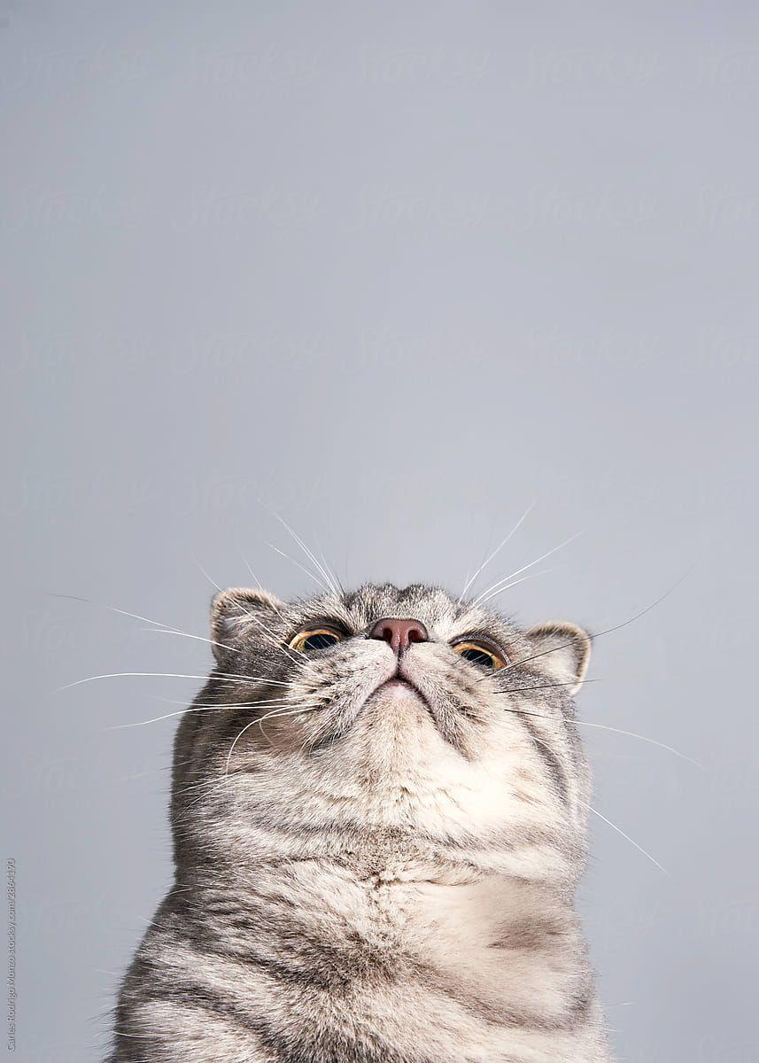 857x1200 Inferior View Of Cat by Carles Rodrigo Monzo. Cute cat wallpaper, Kittens cutest, Cute cats