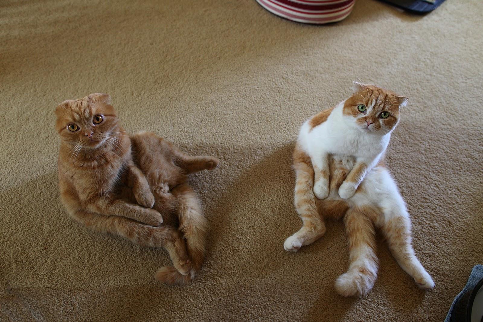 1600x1067 Scottish Fold cats photo and wallpaper. Beautiful Scottish Fold cats picture