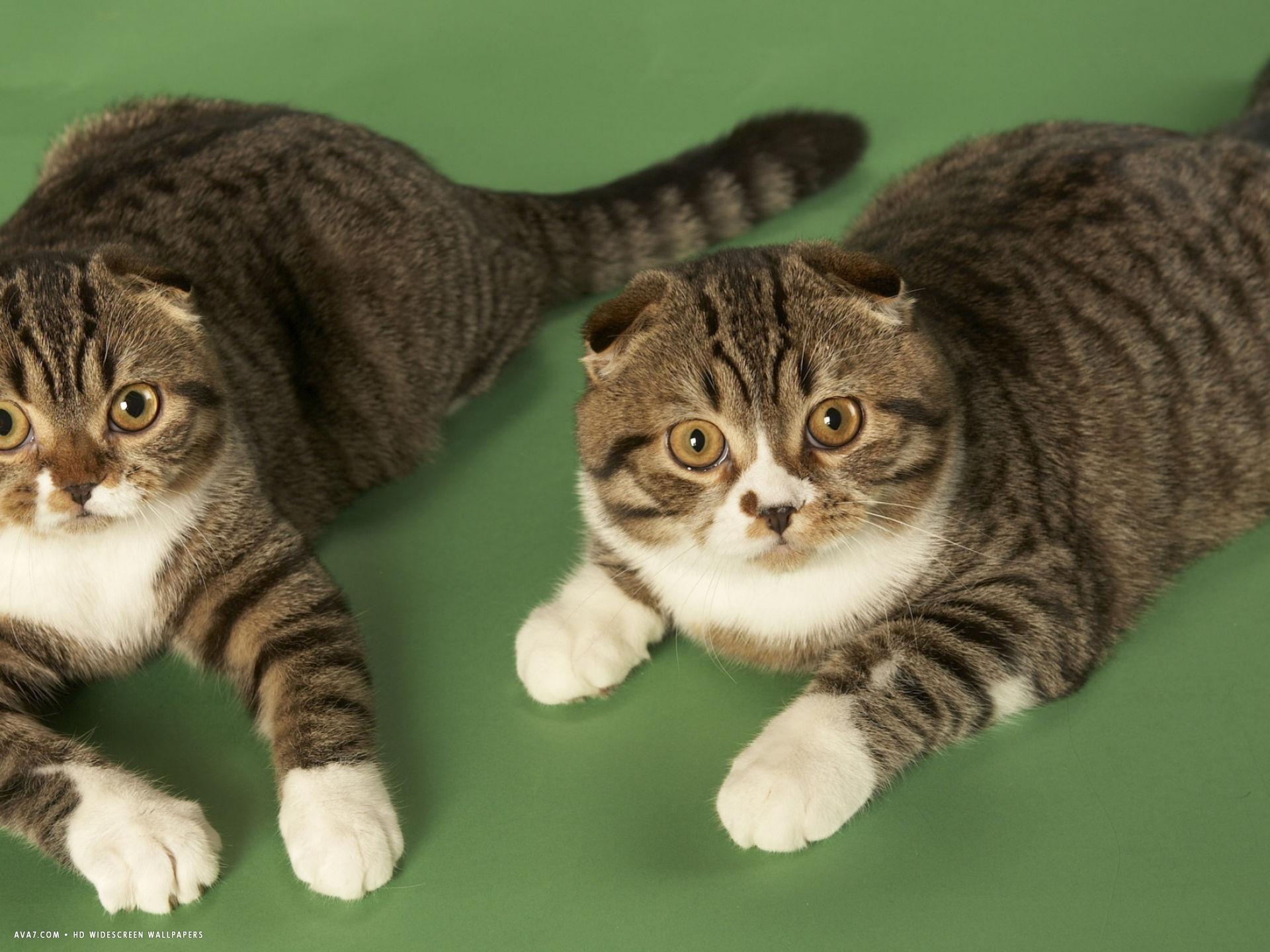 1920x1440 wide wallpaper scottish fold. scottish fold cat HD widescreen wallpaper