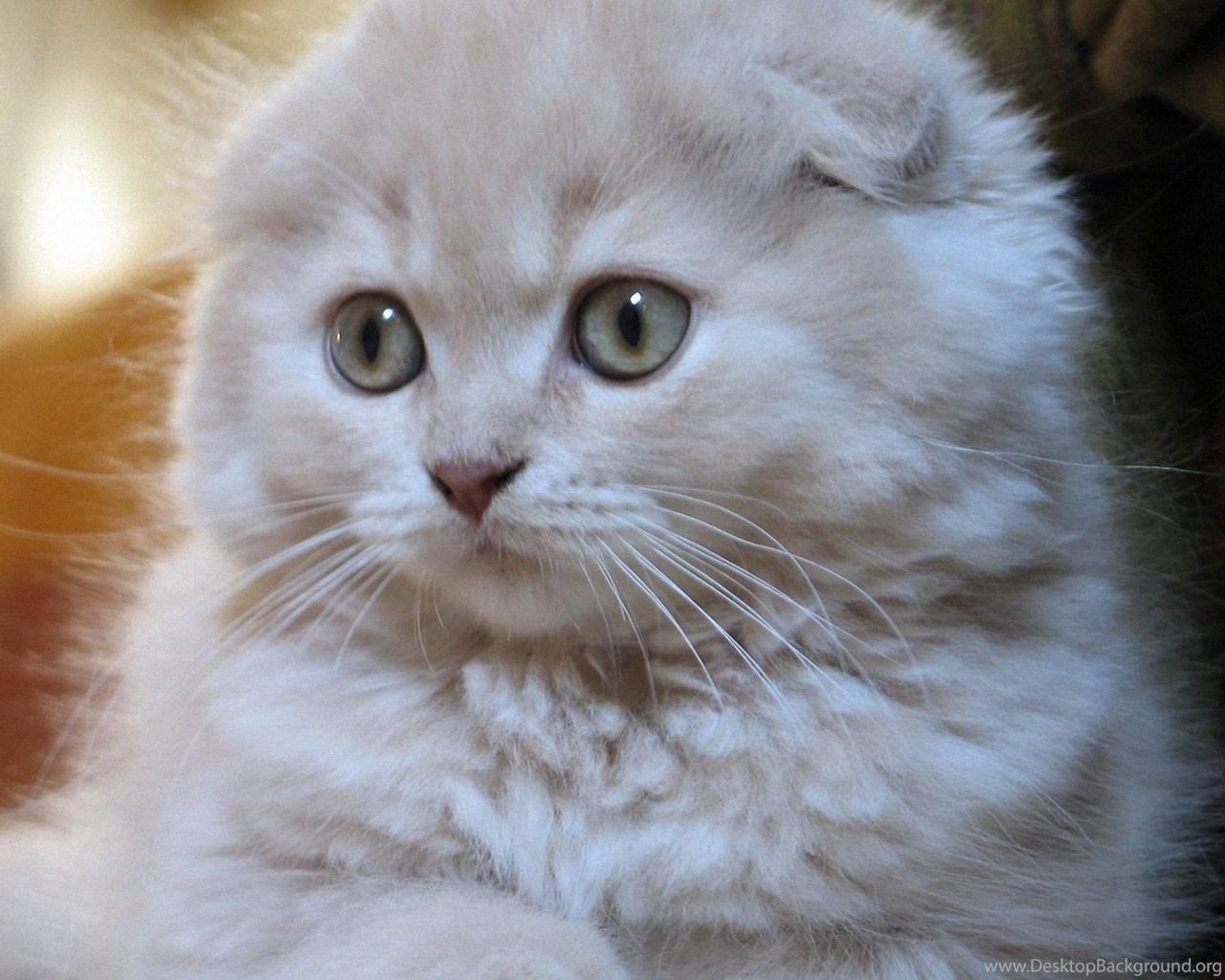 1280x1024 White Small Scottish Fold Cat Wallpaper And Image Wallpaper. Desktop Background
