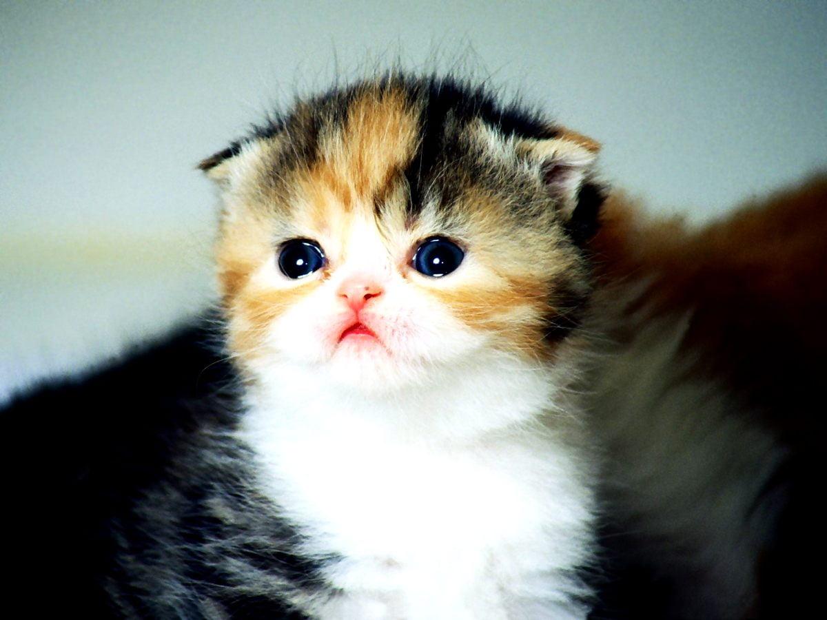 1200x900 Scottish fold wallpaper HD. Download Free background