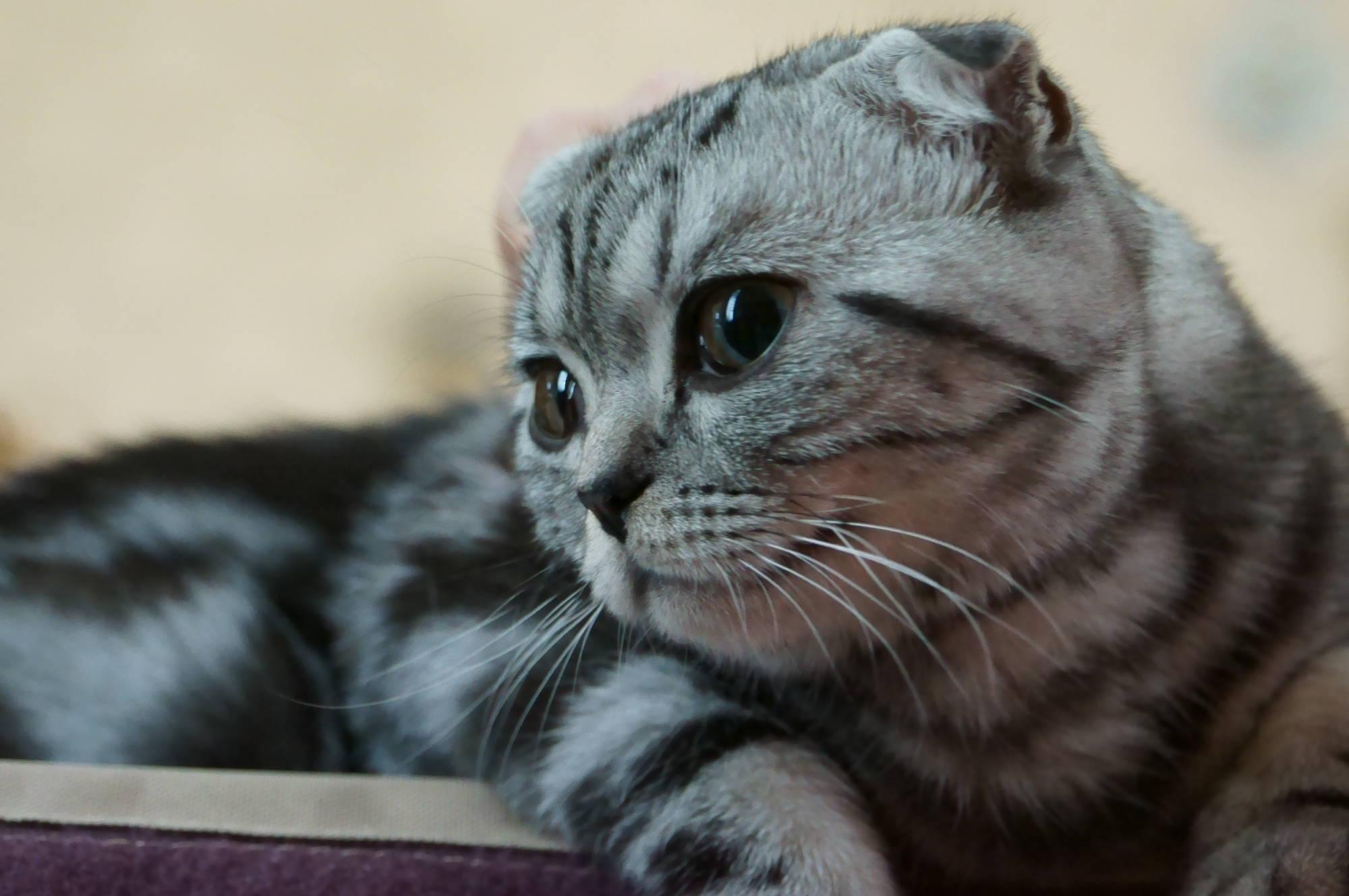 2000x1329 Scottish Fold watching photo and wallpaper. Beautiful Scottish Fold watching picture