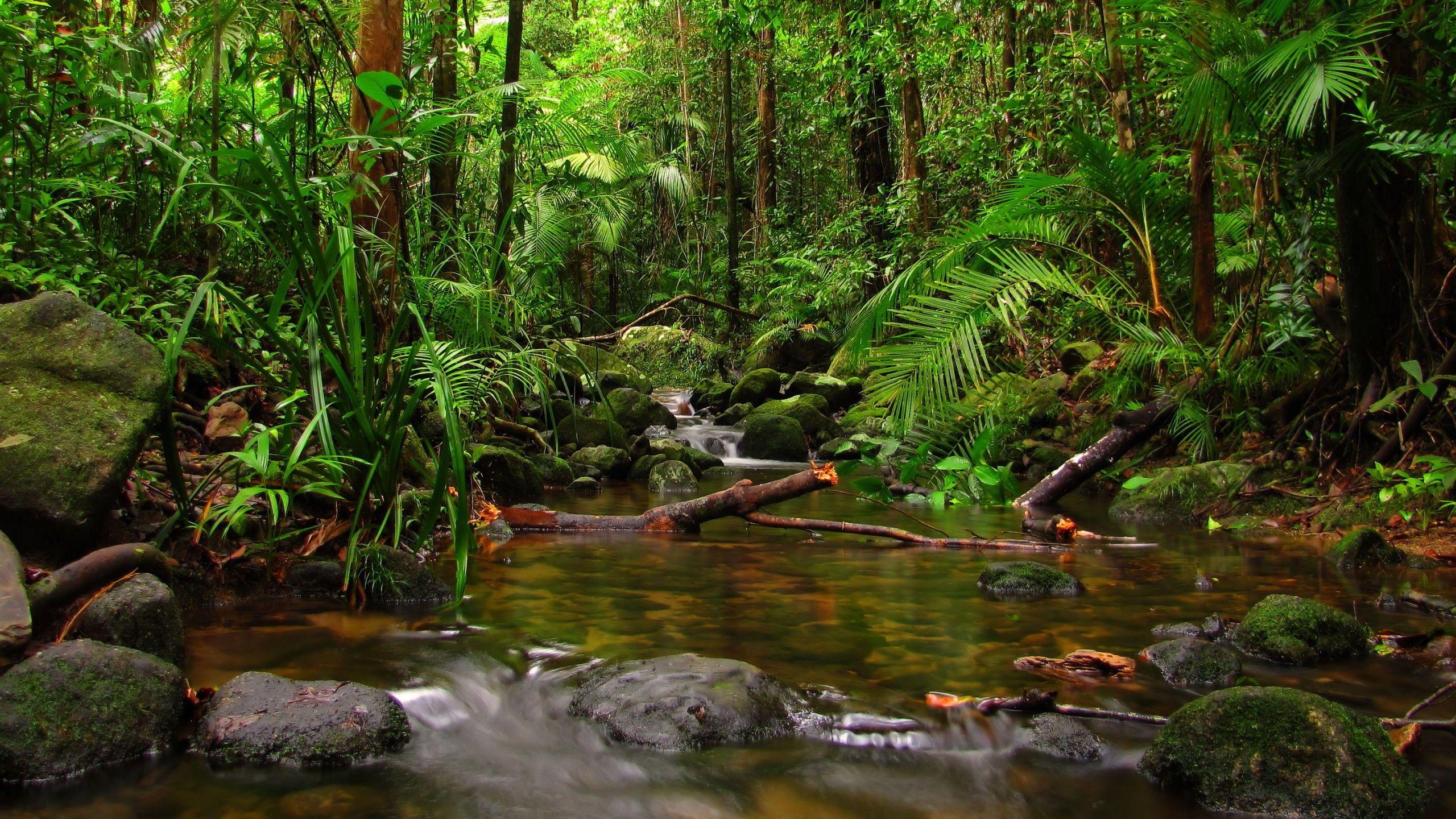 2560x1440 Tropical Jungle Wallpaper