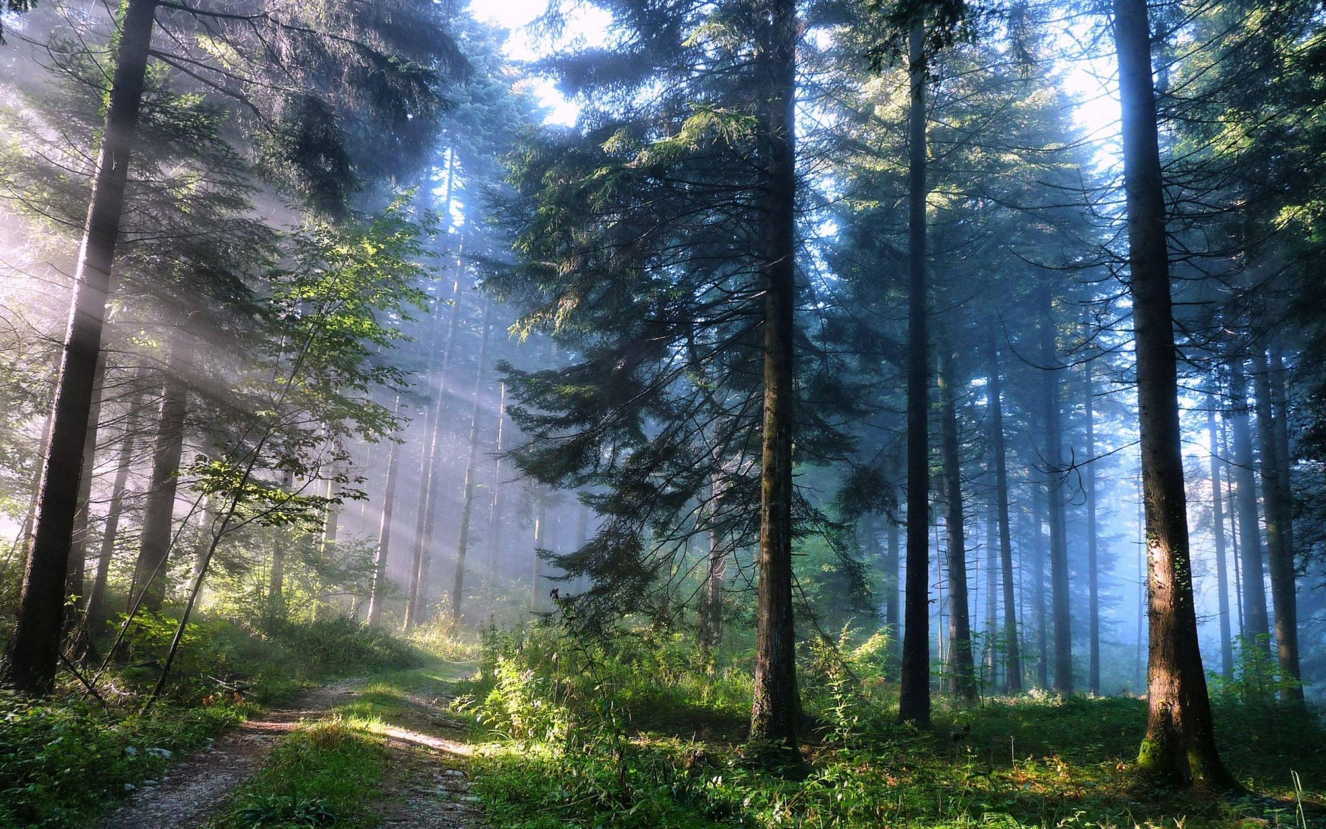 2688x1680 Beautiful Forrest Woods Wallpaper Pallet Company