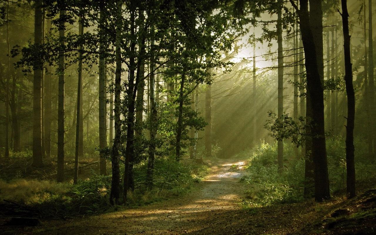 1280x800 The Woods Wallpaper