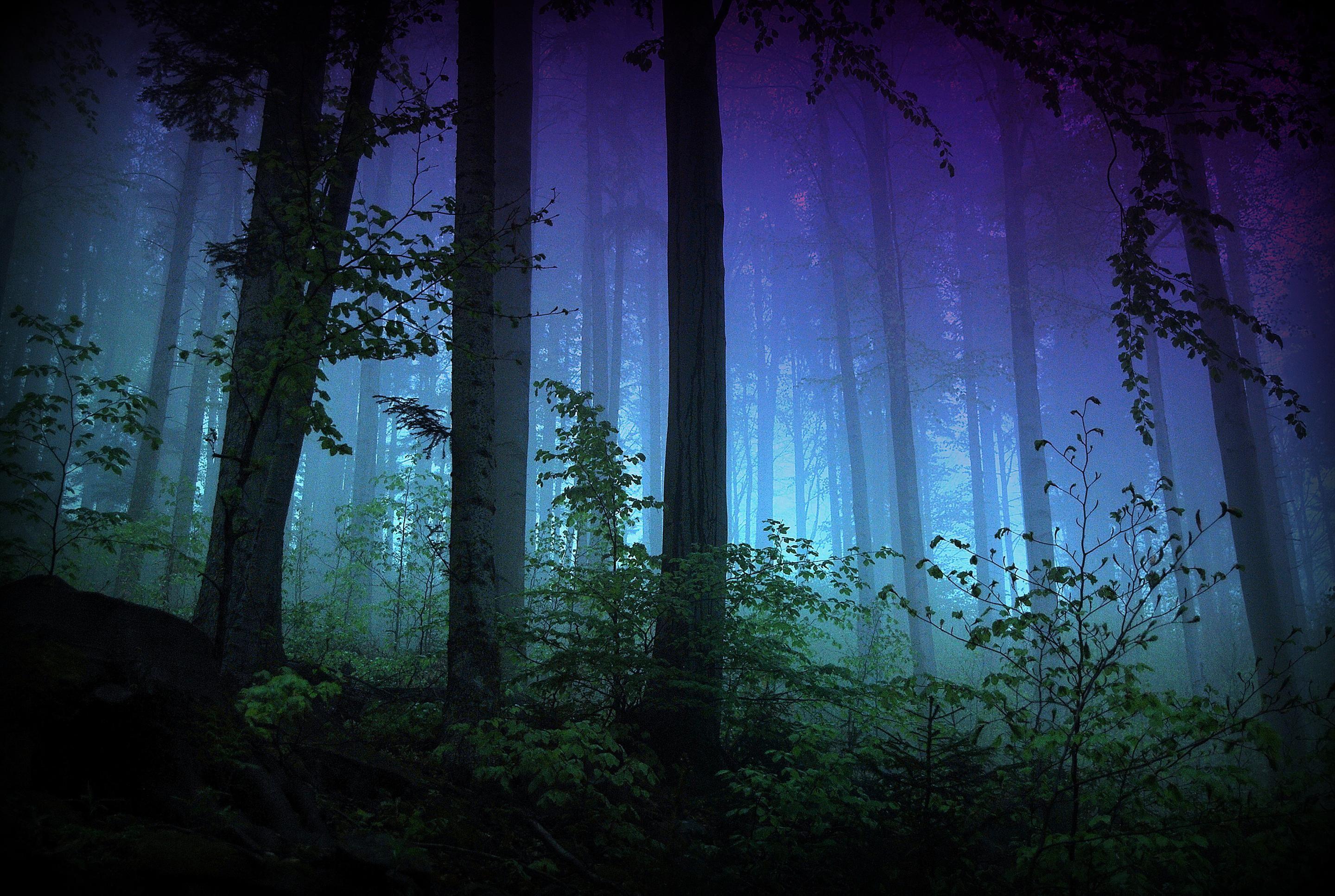 2880x1933 Arbres et forets