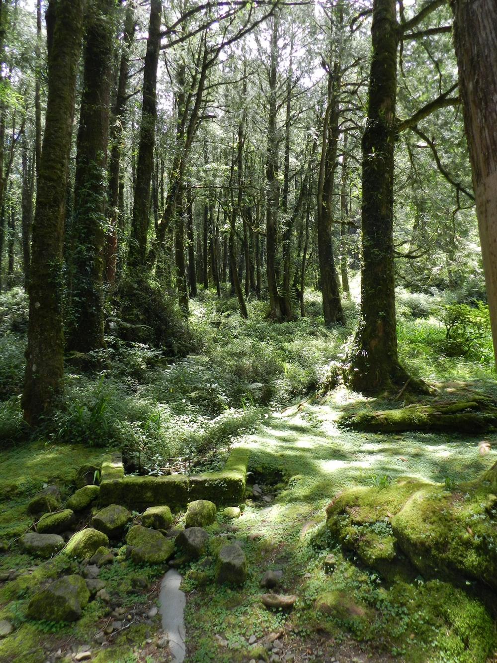 1000x1333 Magical Forest Picture. Download Free Image