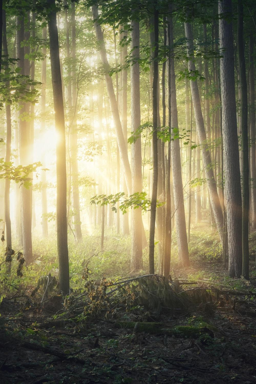 1000x1500 Magical Forest Picture. Download Free Image