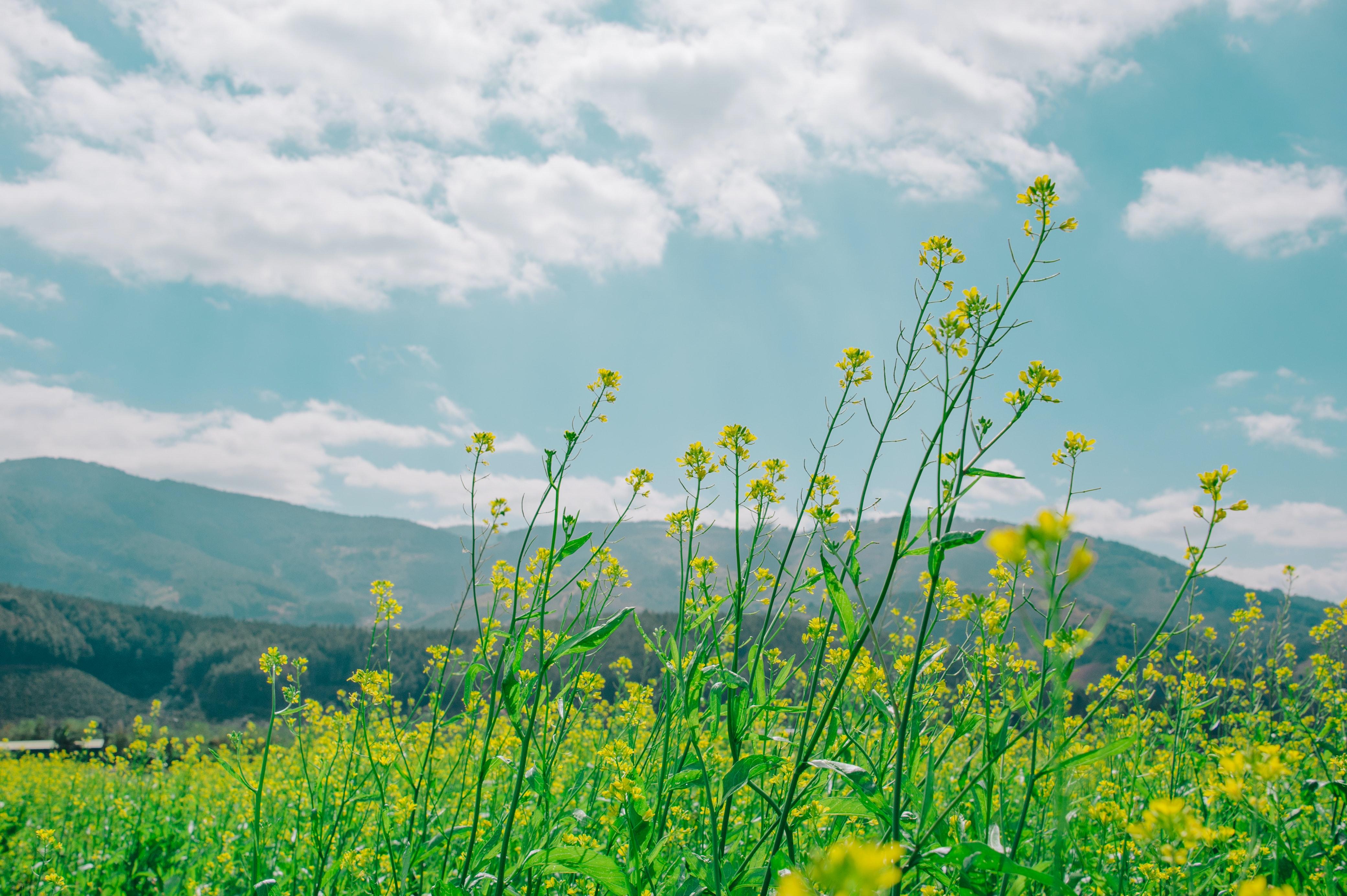 4163x2770 Low Angle Photography of Nature Under Cloudy Sky · Free