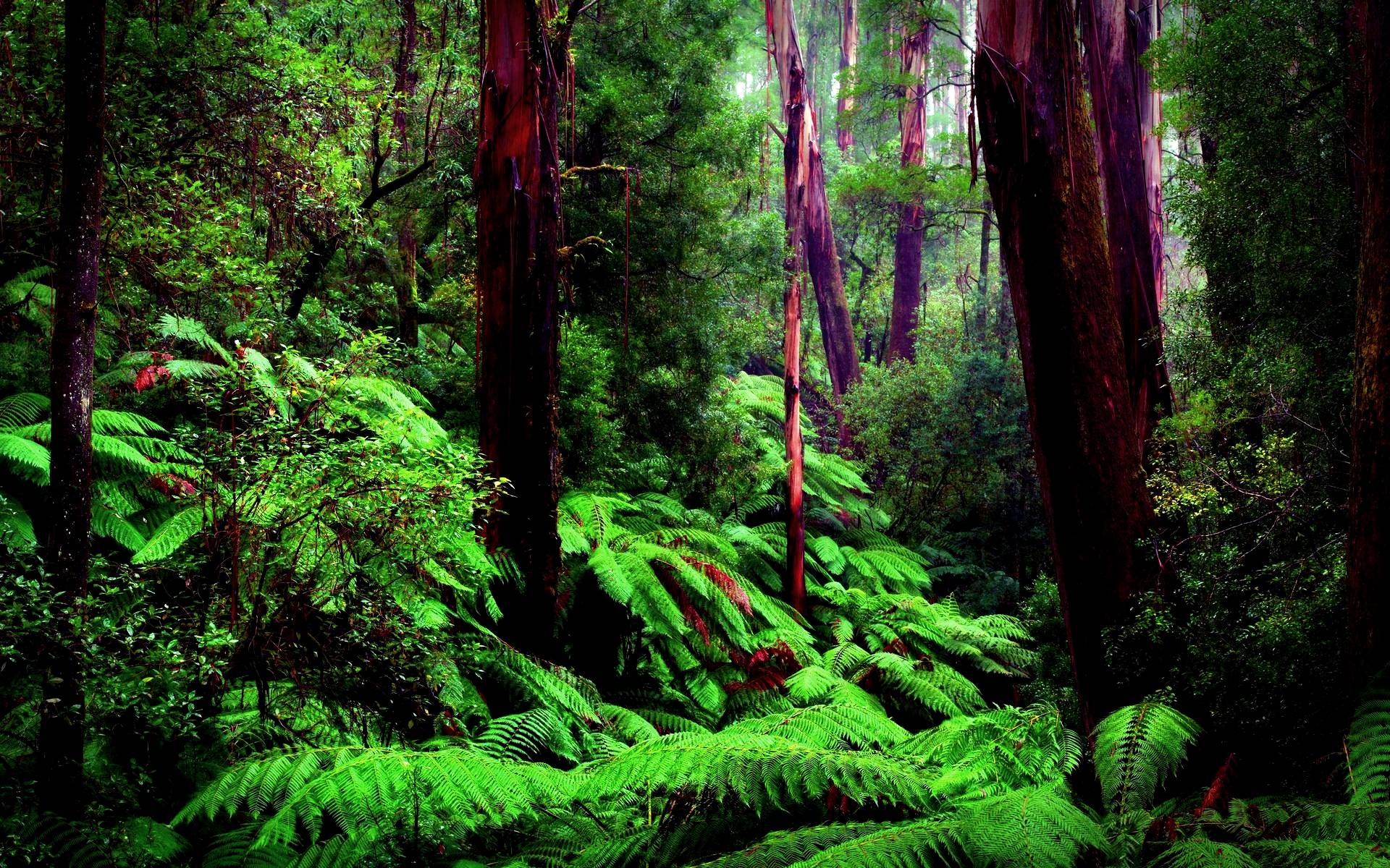 Rainforest Wallpapers - Top Free Amazon Backgrounds -