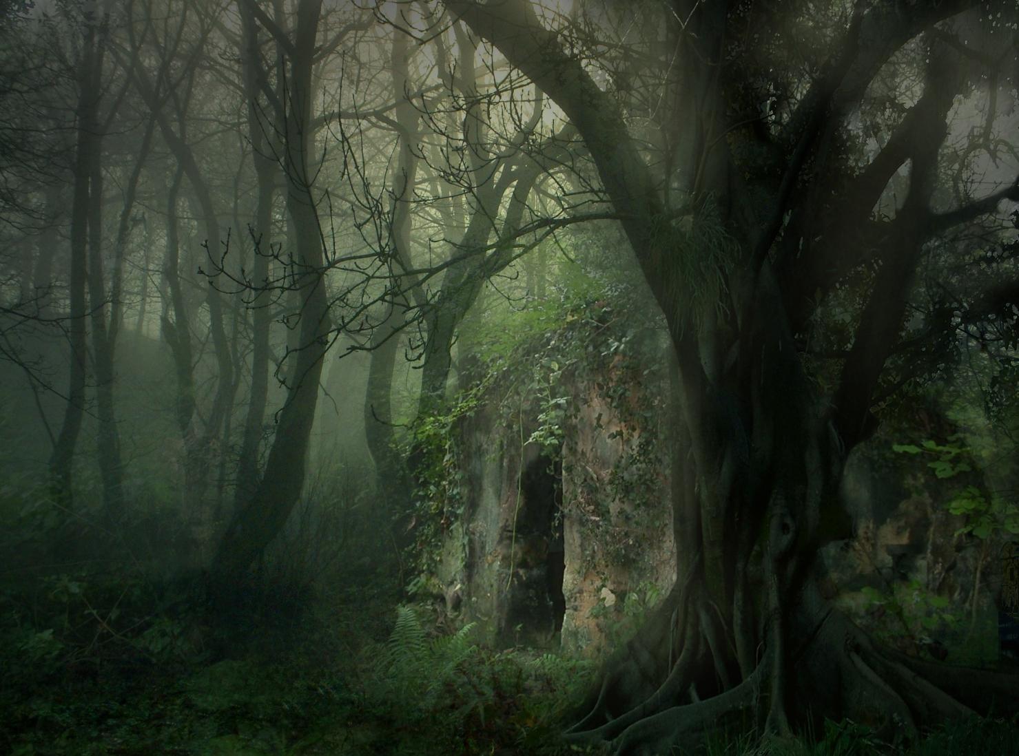 Dark Enchanted Forest Wallpapers - Top Free Dark Enchanted Forest  Backgrounds - WallpaperAccess