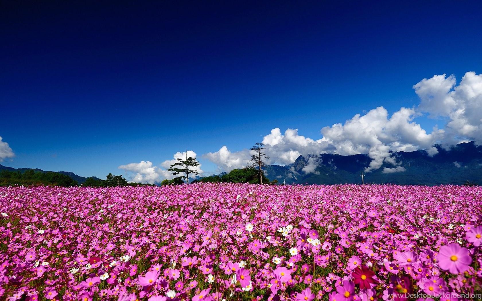1680x1050 Pink Flowers And Cloudy Sky Nature HD Wallpaper Nature Wallpaper HD Desktop Background