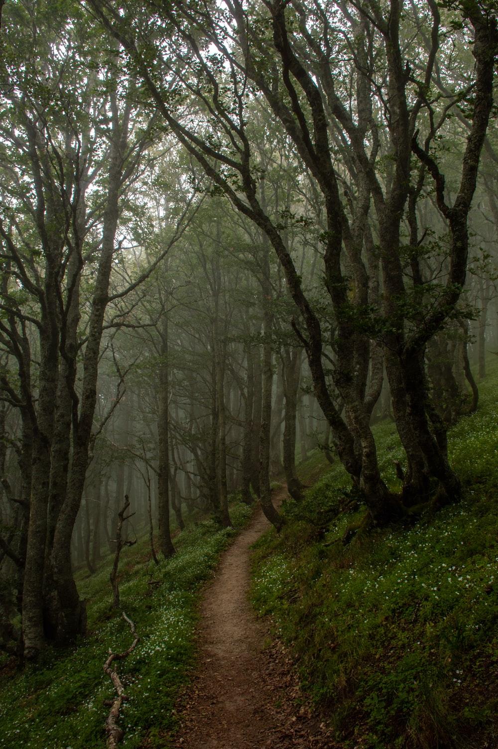1000x1504 Stunning Enchanted Forest Picture [HD]. Download Free Image