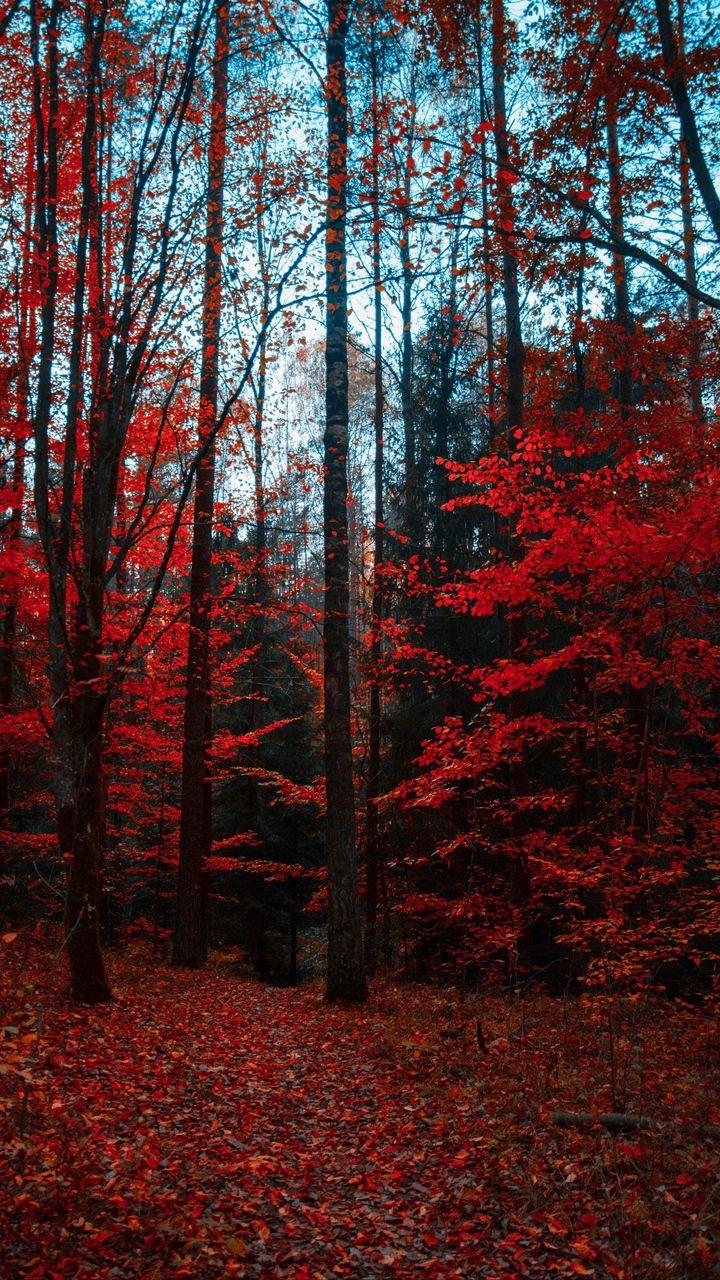720x1280 Artsy Aesthetic Forest Wallpaper