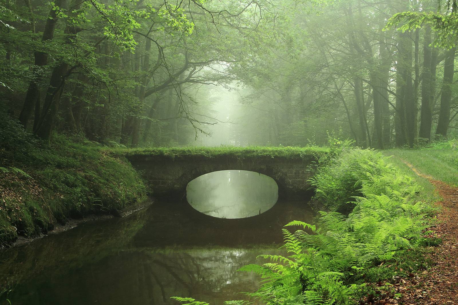 1600x1067 An overgrown bridge in the woods: pics