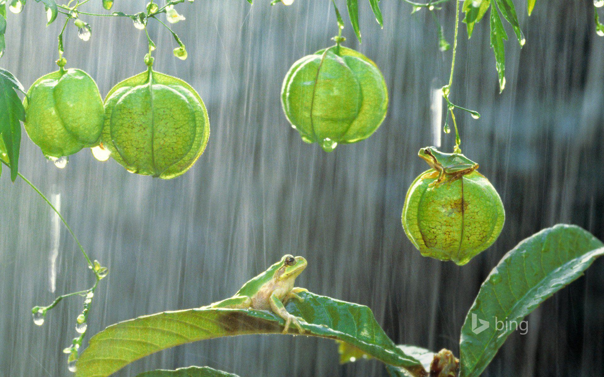 1920x1200 Desktop forest free frog green Hyla japonica Japanese tree frog