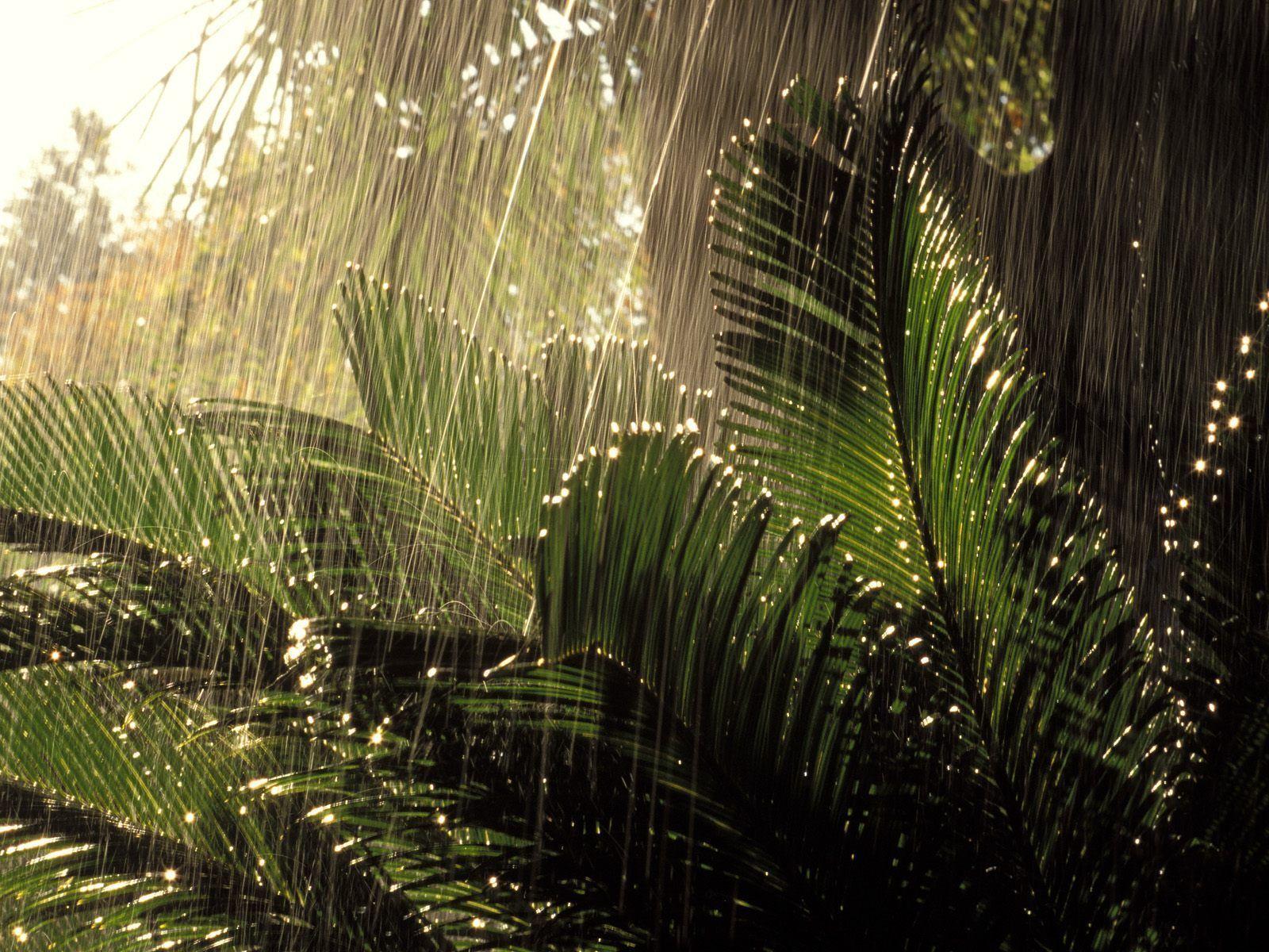 Tropical Rain Wallpapers Top Free Tropical Rain Backgrounds