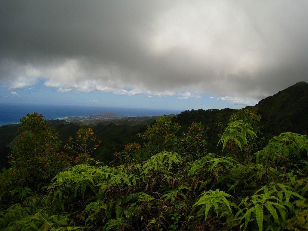 Влажные экваториальные леса климатические условия. Тропикал Рейнфорест климат. Климат сельвы. Бразилия тропический климат. Экваториальный климат Бразилия.