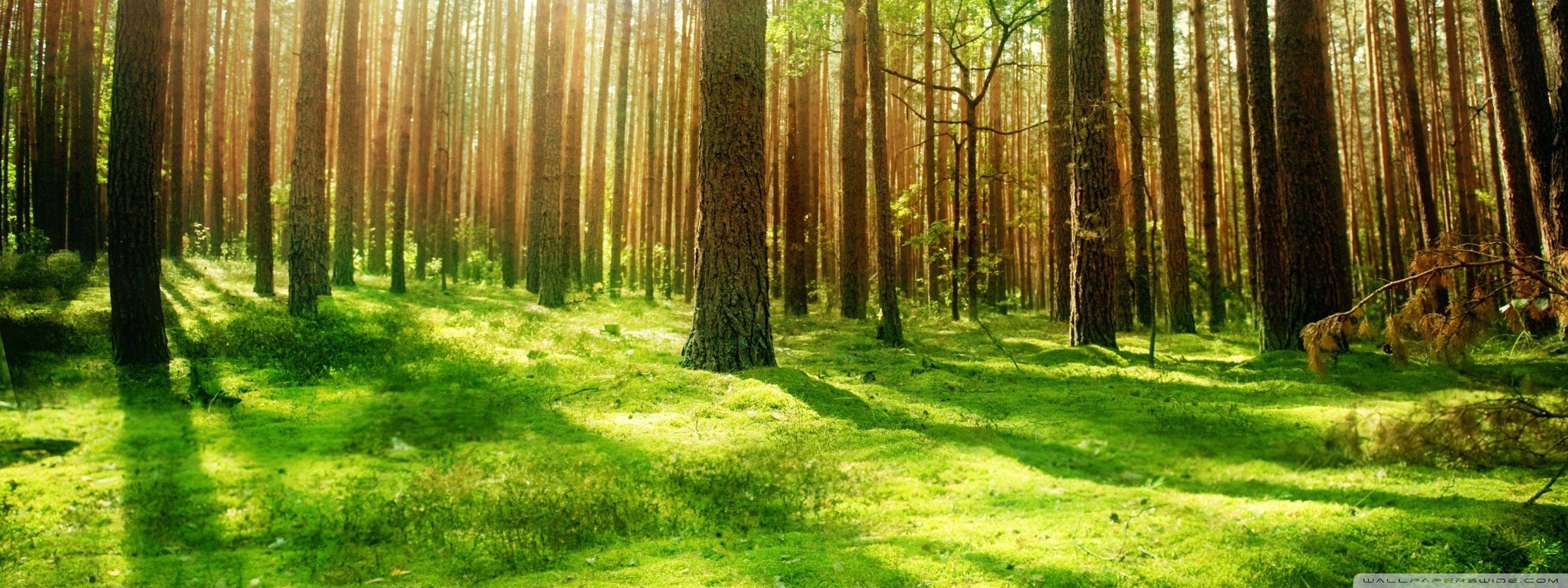 2880x1080 Rainy Forest Background.l
