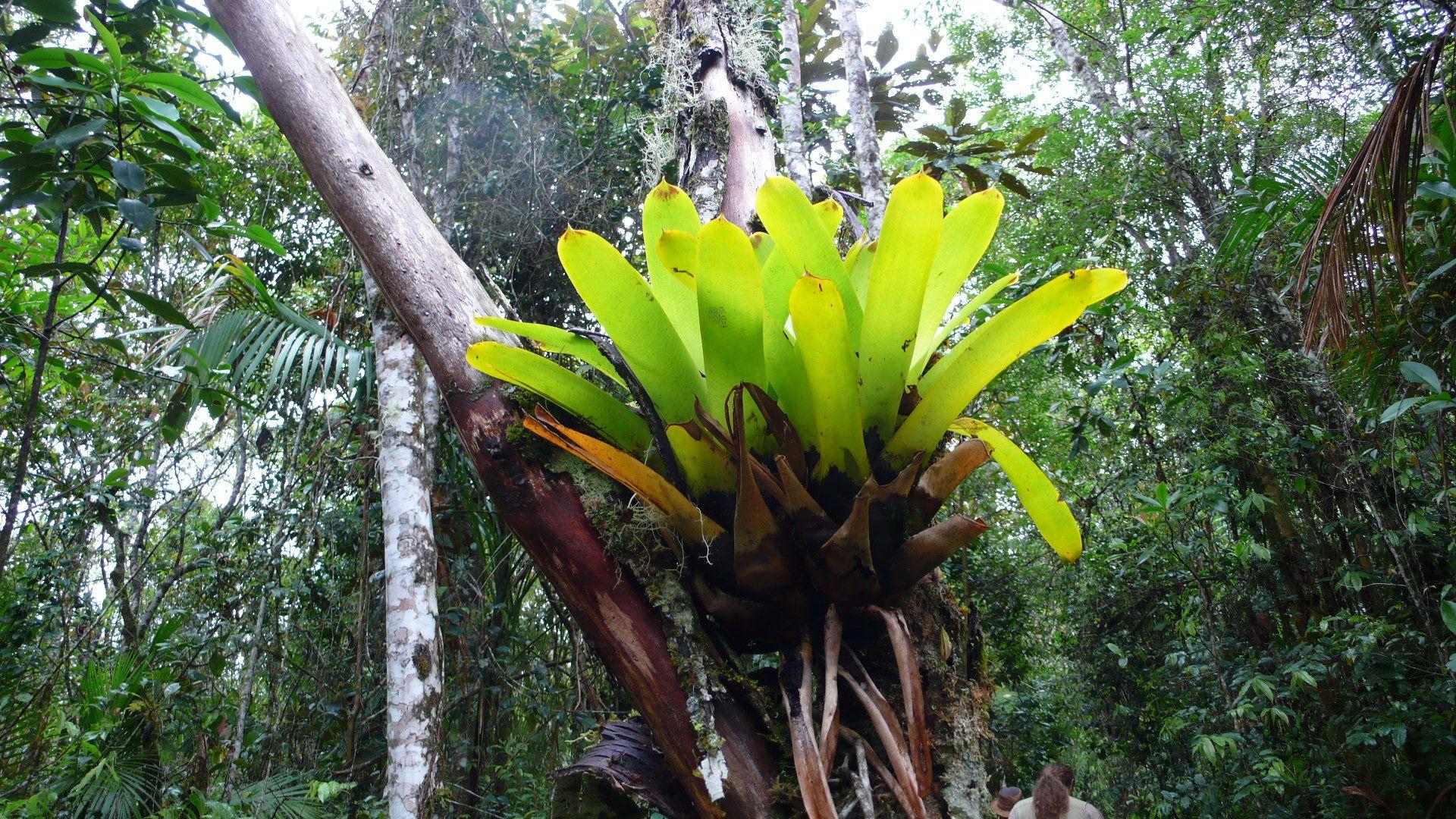 1920x1080 It's called rainforest for a reason, right? Brazil Diary 6. Jeff