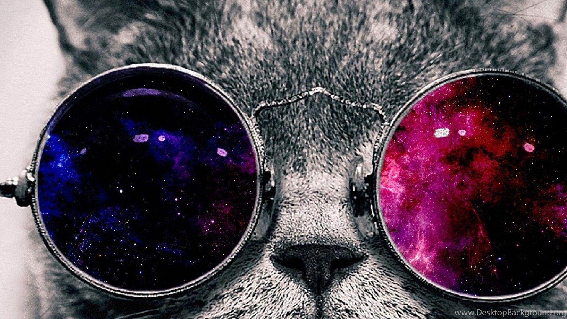  Cat  with Sunglasses  Wallpapers  Top Free Cat  with 