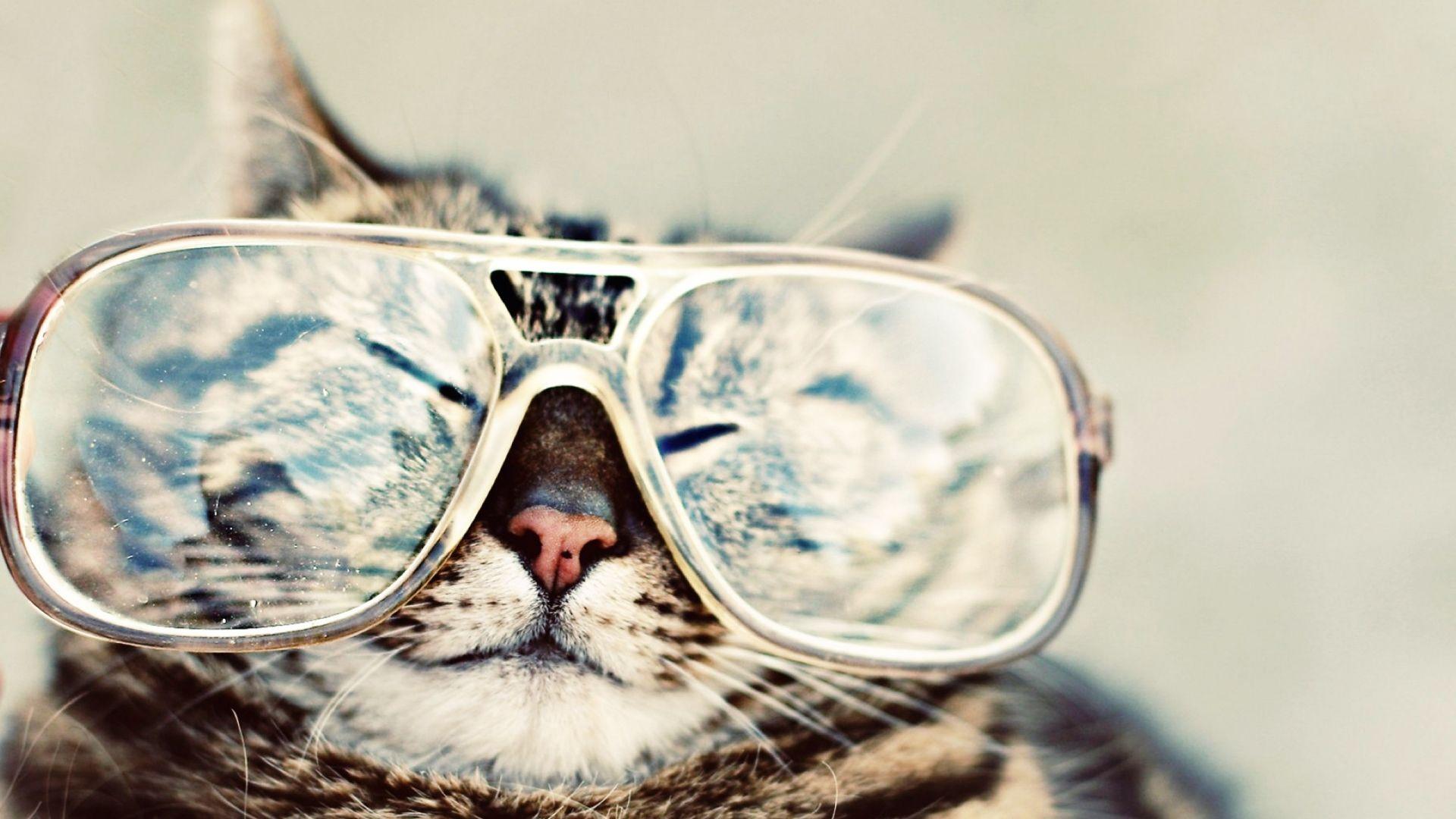  Cat  with Sunglasses  Wallpapers  Top Free Cat  with 