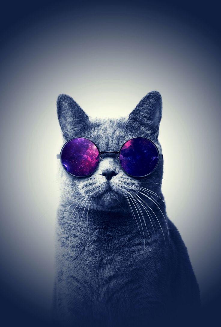 Cat with Sunglasses Wallpapers - Top Free Cat with Sunglasses ...