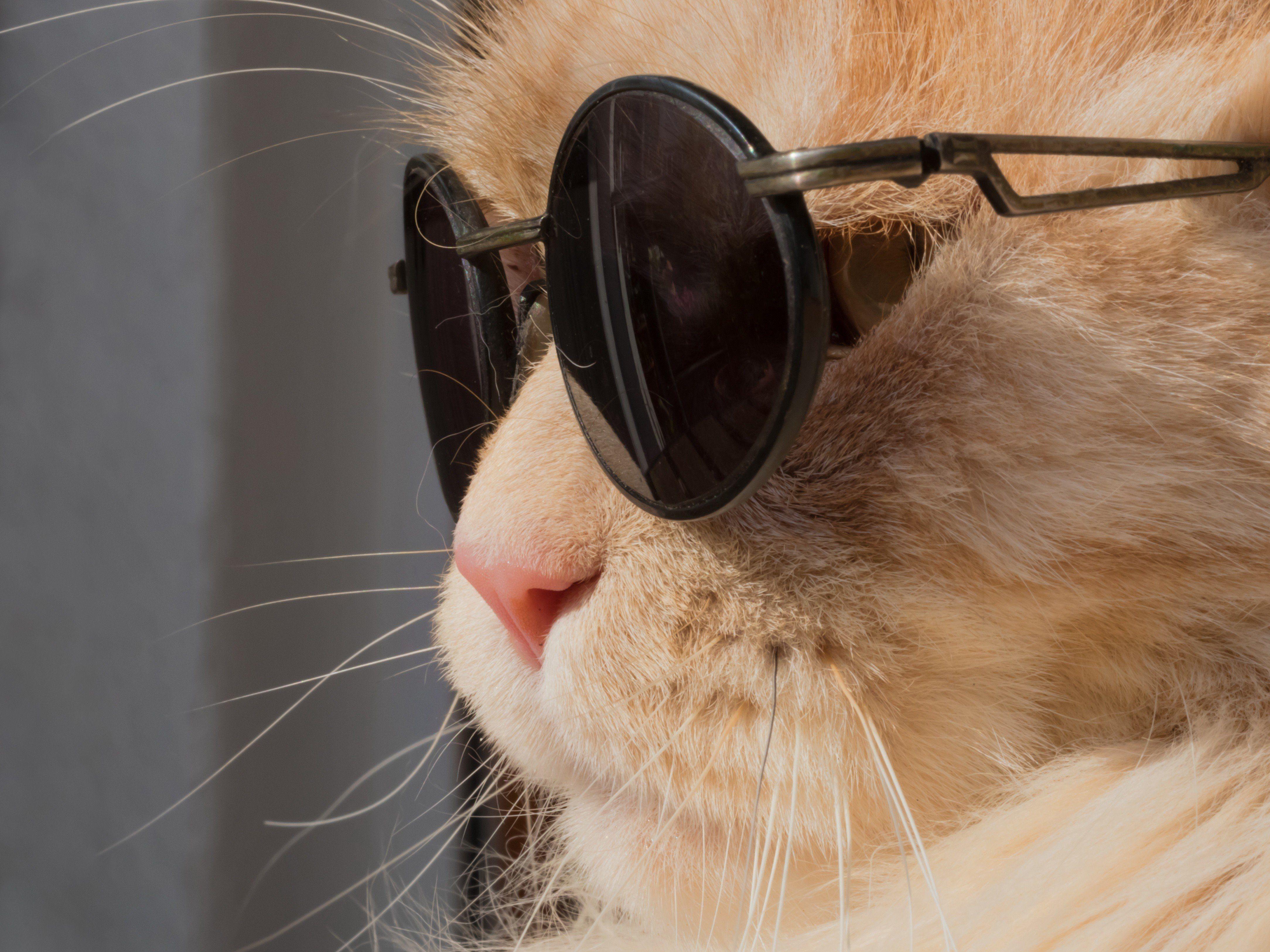 Cat with Sunglasses Wallpapers - Top Free Cat with Sunglasses Backgrounds - WallpaperAccess