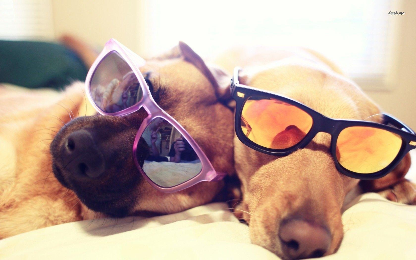 1680x1050 1680x1050px Cat with Sunglasses Wallpaper