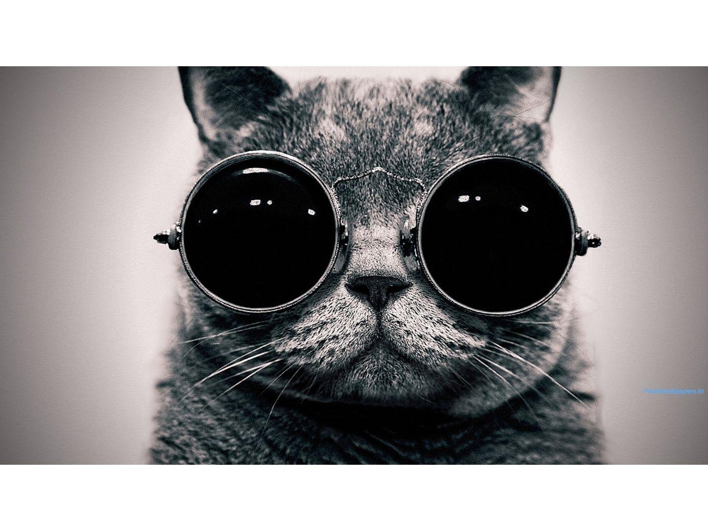 PixLith - Sunglasses Cat Wallpaper