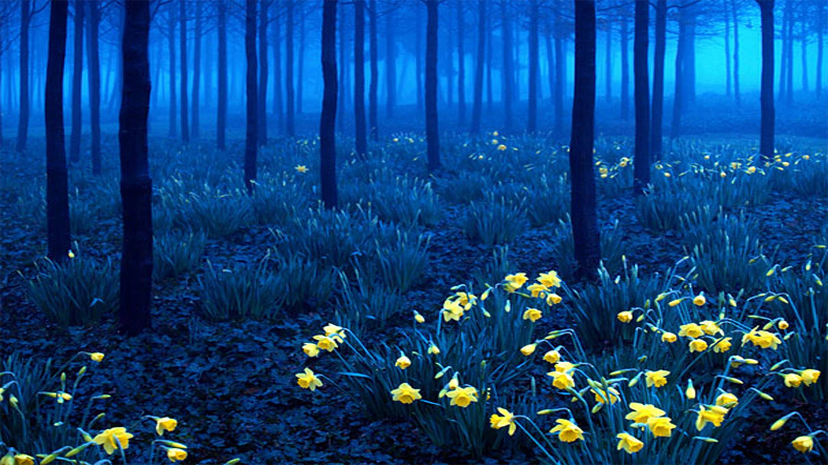2732x1536 Blue Forest Wallpaper