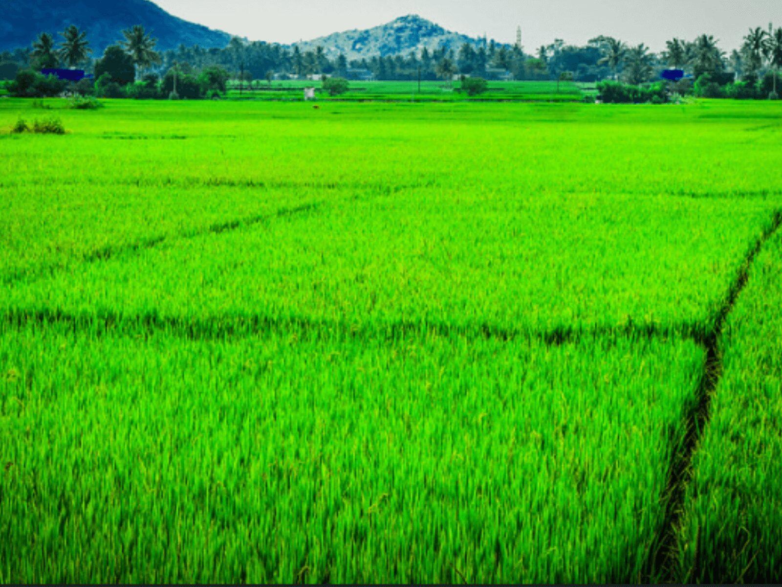 1600x1200 Future of Agriculture in India, Jobs and Opportunities