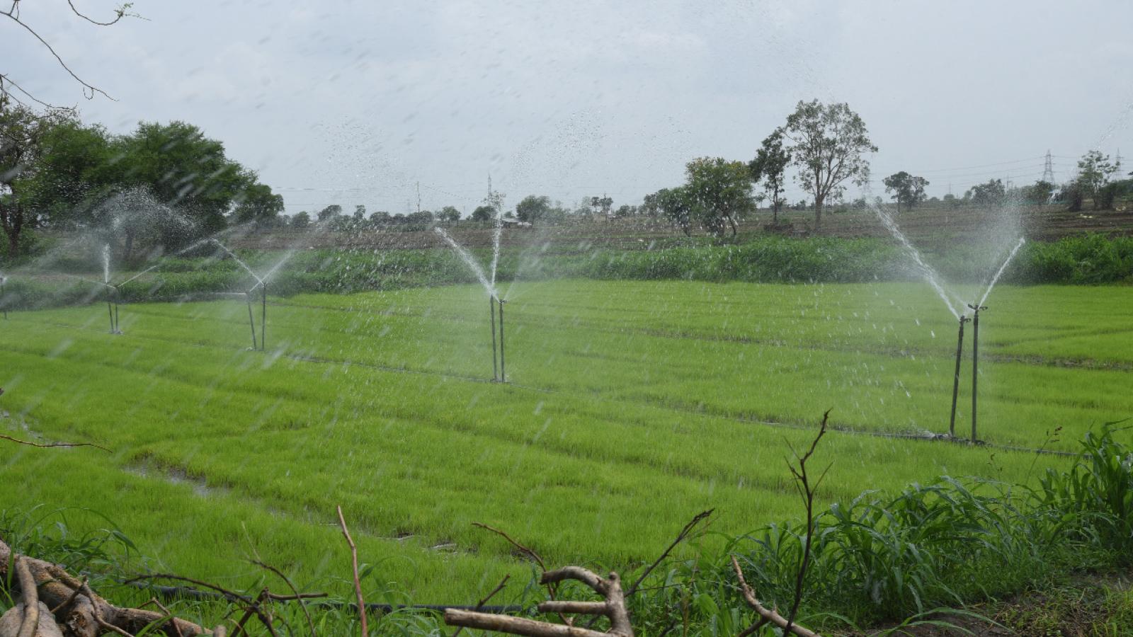1600x900 Irrigation Indian Agriculture HD
