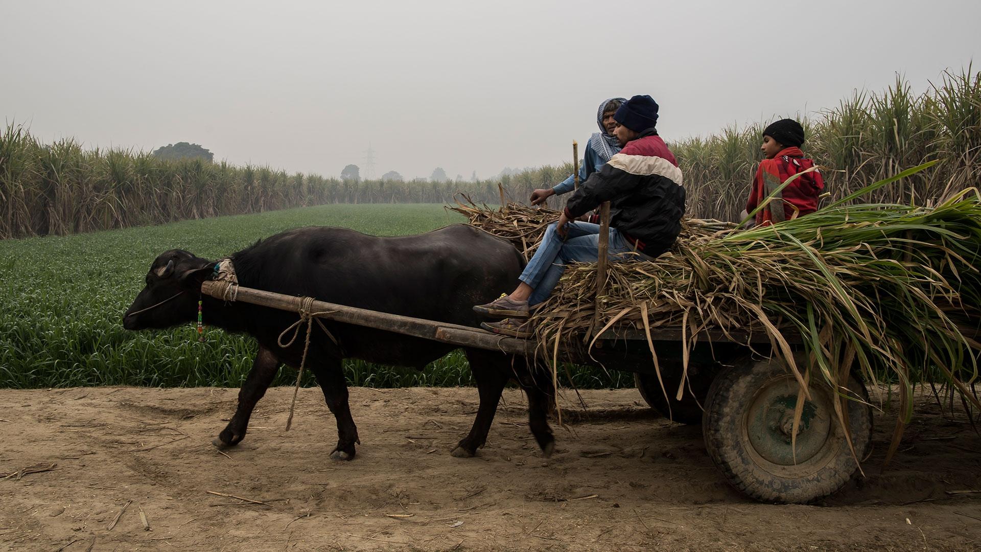 1920x1080 India is facing a food crisis, and globalisation is making it worse