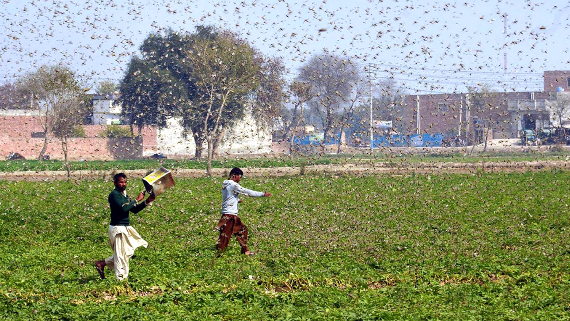 1920x1080 To Fight Locusts, Historic Rivals India and Pakistan Team Up