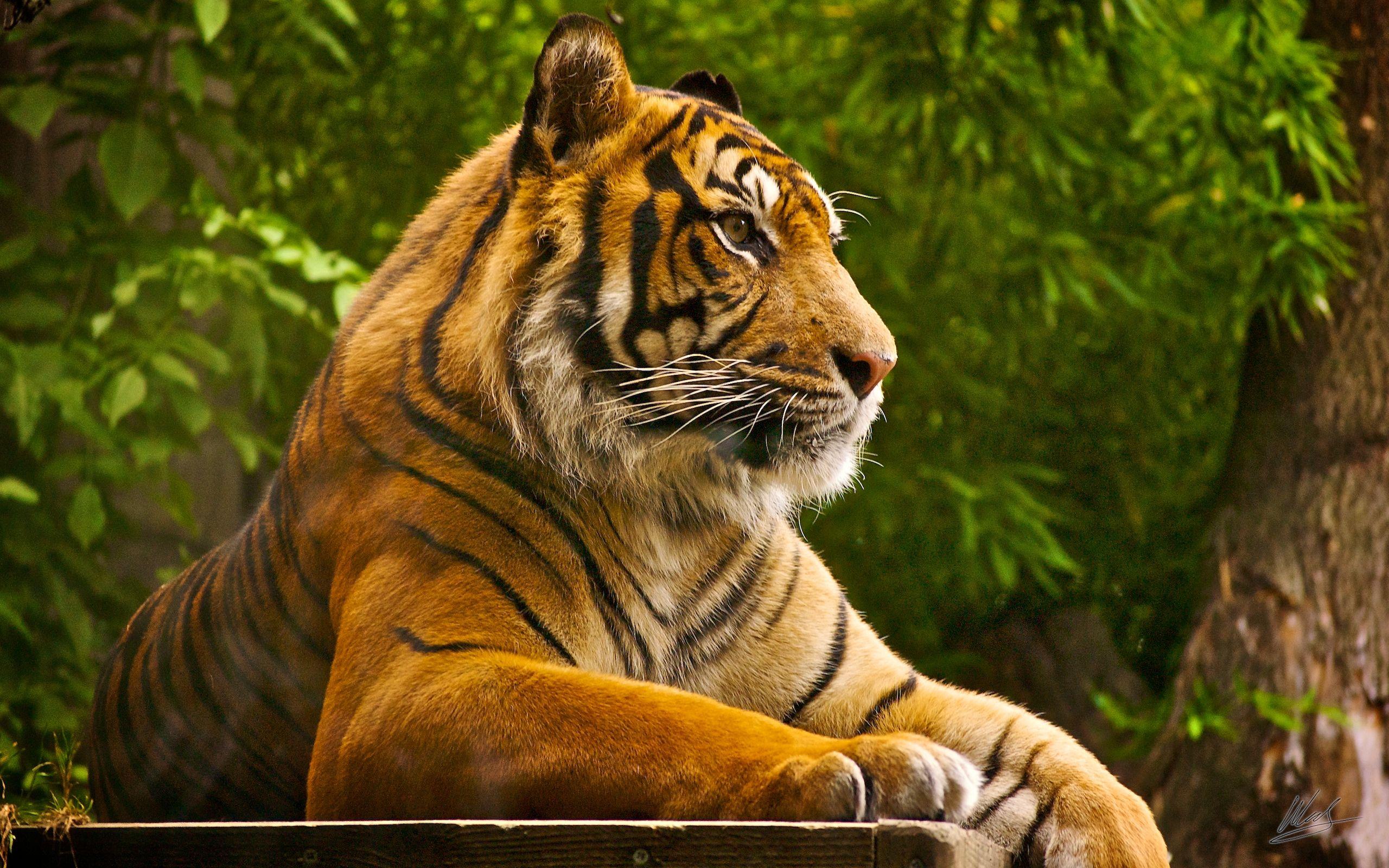 2560x1600 Animals & Birds Bengal Tiger 4K 8K wallpaper Desktop, Phone